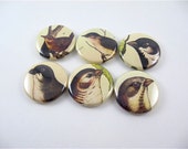 Six fridge magnet set / 1 Inch button magnets / brown birds 1174
