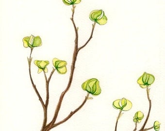 Dogwood branches  -  Fine Art botanical art print watercolor spring green shoots tree leaves branch  brown minimalist art print 8x8