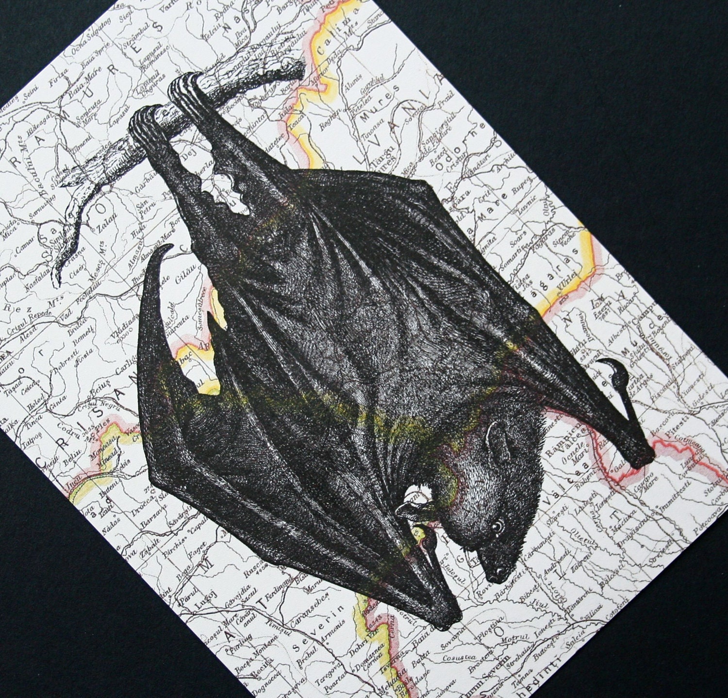 Bat Print on Map of Romania and Transylvania - 5 x 7 Vampire Bat Map Print