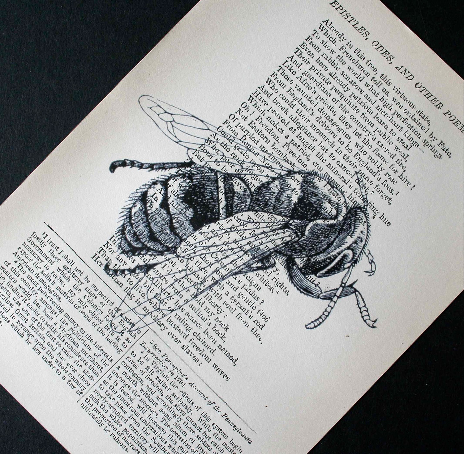 Honeybee Print - Vintage Book Page Print - 5 x 7 Bee Print - Bee Art - Nature Print