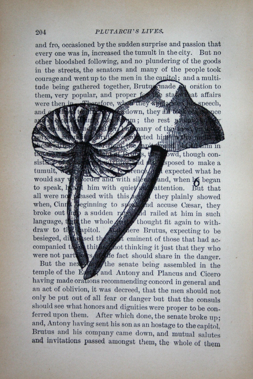 Mushroom Print on Vintage Book Page - 5 x 7  Mushrooms 3
