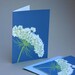 Queen Anne's Lace Notecards, Set of 4 Blue White Flower Wildflower Spring Summer Nature Natural History