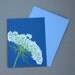Queen Anne's Lace Notecards, Set of 4 Blue White Flower Wildflower Spring Summer Nature Natural History