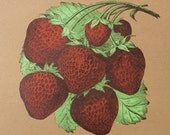 FARMERS MARKET STRAWBERRY Hand Printed Letterpress Poster