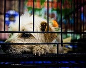 shelter dogs no. 20