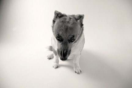 one pissed off dog