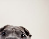 pelei's eyes (dog photography)