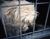 shelter dogs no. 34, this dog has given up on you