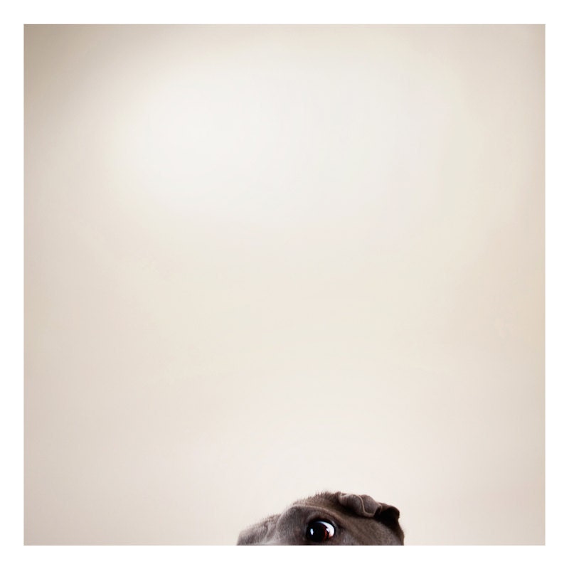 a dog's eye portrait (dog photography)