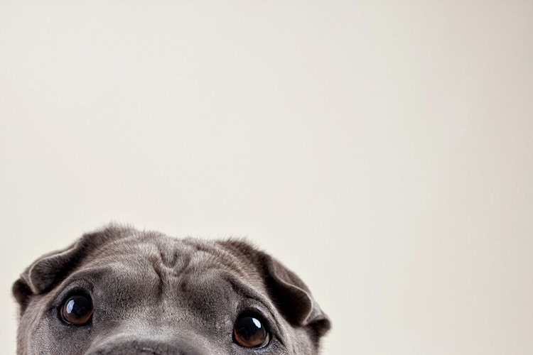 pelei's eyes (dog photography)