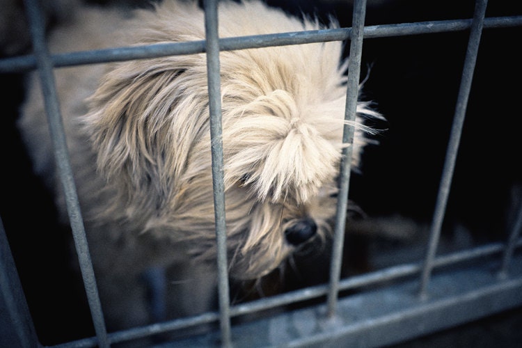 shelter dogs no. 34, this dog has given up on you