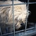 shelter dogs no. 34, this dog has given up on you