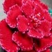 Large Red Red Rose Velvet Brooch