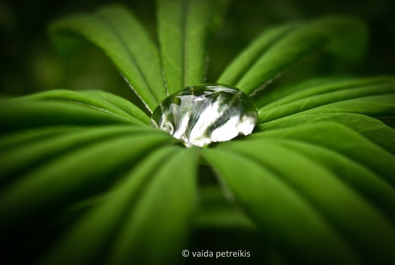 Purity of Nature - 4x6 inches Fine Art Photograph - a natural close up of pure drop of dew or rain on very fresh green leaves