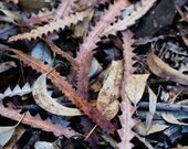 Photograph 5x7 Australia eucalyptus print leaf leaves debris banksia  nature tree texture brown PRINTED TO ORDER