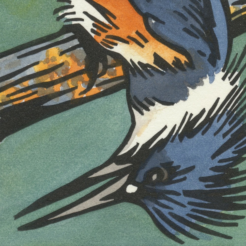 BELTED KINGFISHER blank bird greeting card
