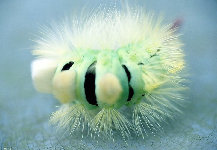 Insect art - insect photography - Caterpillar - Fine art photography print - Fauna - blue - green - 5x7