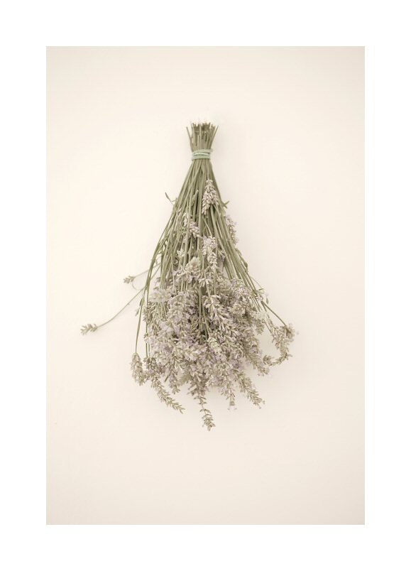 Lavender art - Fine art photography print - Floral photography art - 6,7 x 10 - JKphotography