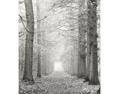 Forest art - Woodland photography - Tree art - Tree photography -  Fine art photography print  -  Black and White - 6,6x10