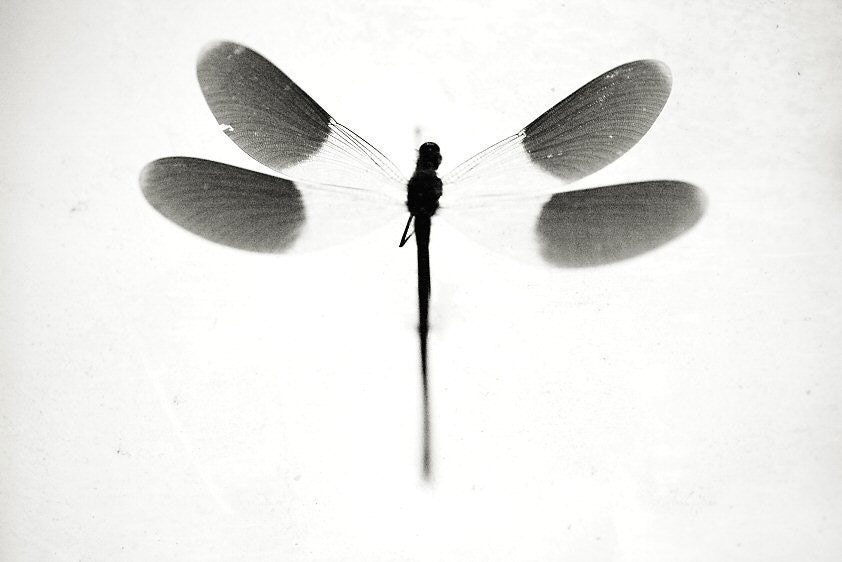 Insect art - Black and White - Underwater words 2 - Fine art photography print - Fauna - 6,7 x 10