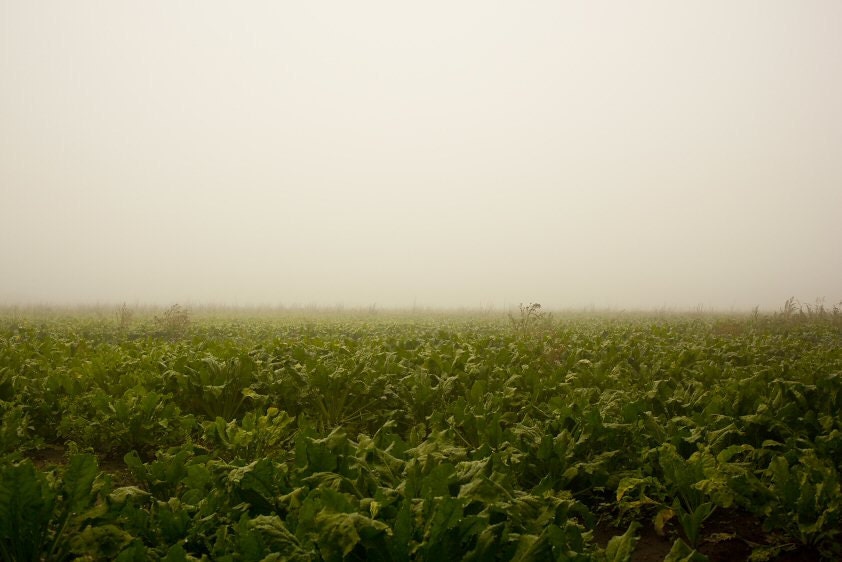 Mist art - Nature photography - Mist above the field - Fine art photography print - Fog - Autumn - 10x6,8
