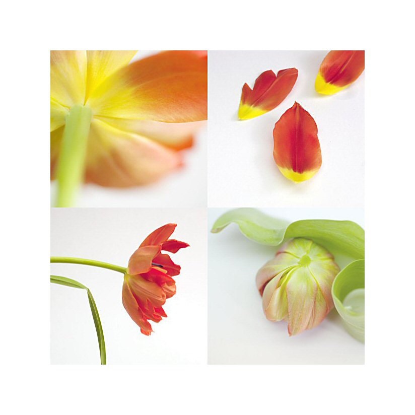 Floral art - Floral photography - Tulips  -  Fine art photography - A set of prints- red - yellow - green - 5x5