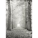 Forest art - Woodland photography - Tree art - Tree photography -  Fine art photography print  -  Black and White - 6,6x10