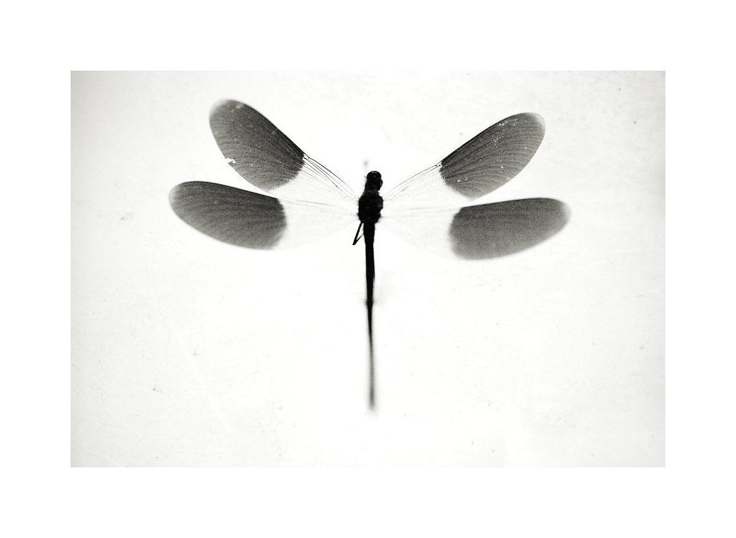 Insect art - Black and White - Underwater words 2 - Fine art photography print - Fauna - 6,7 x 10
