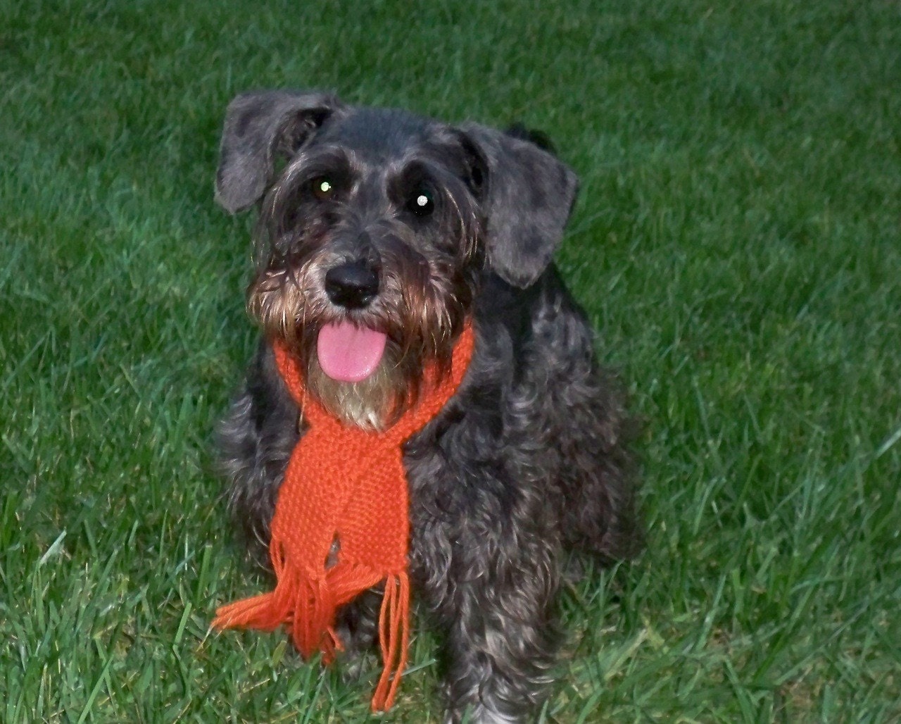 Doggie Scarf - For the Petite Poochie