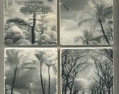 Infrared Tree Collection - Original Coasters