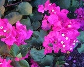 Card -- Fuschia PINK BOUGAINVILLEA Tropical Flowers Photo In Strathmore Trifold Frame Card  Free US Shipping