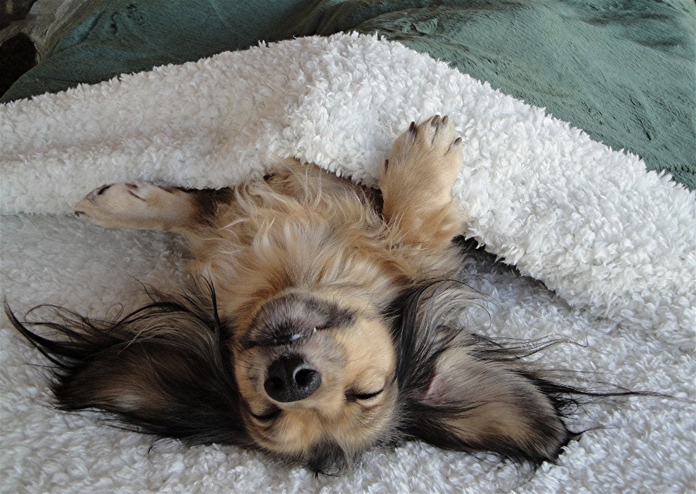 URBAN OASIS - Dog Beds - Cats - Pets - Snuggle Sack - Includes Embroidered Personalization - Come On In - Take a Peek