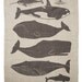 Whales Tea Towel