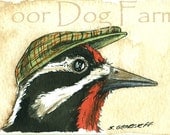 Red-naped Sapsucker in a hat - Original ACEO Painting