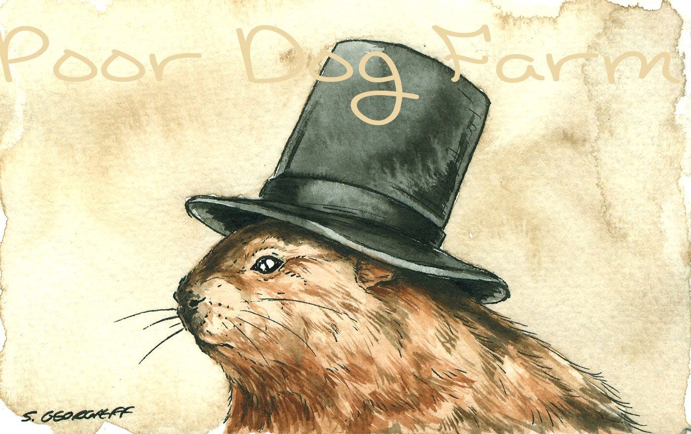 A Jaunty Woodchuck  with Hat - signed ACEO print - poordogfarm