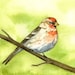 Red Finch Print