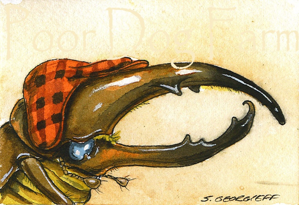 ACEO signed PRINT - Beetle in a Hunter's Cap