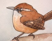 Carolina Wren -- 8x10 Archival Print