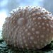 Spring Bouquet Rich Goat's Milk Soap - Sea Urchin