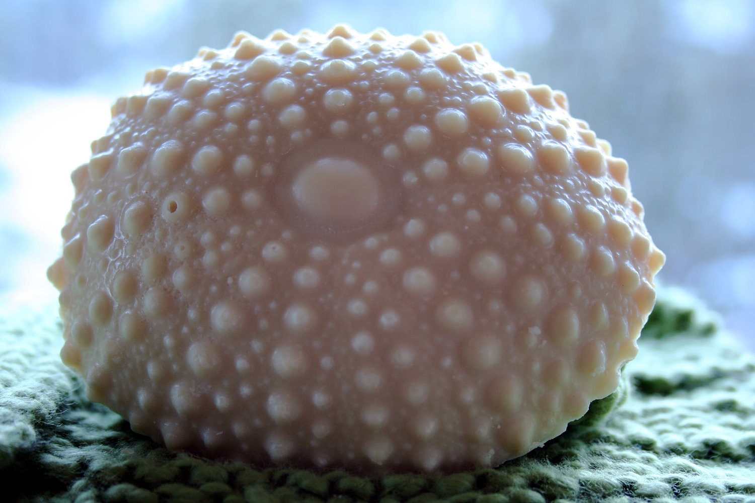 Spring Bouquet Rich Goat's Milk Soap - Sea Urchin