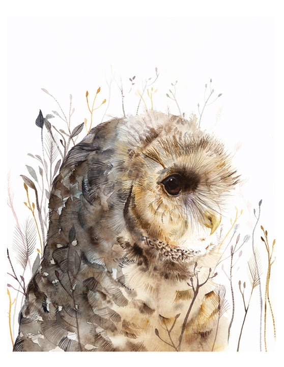 Owl watercolor art- Spotted Owl -print after original watercolor