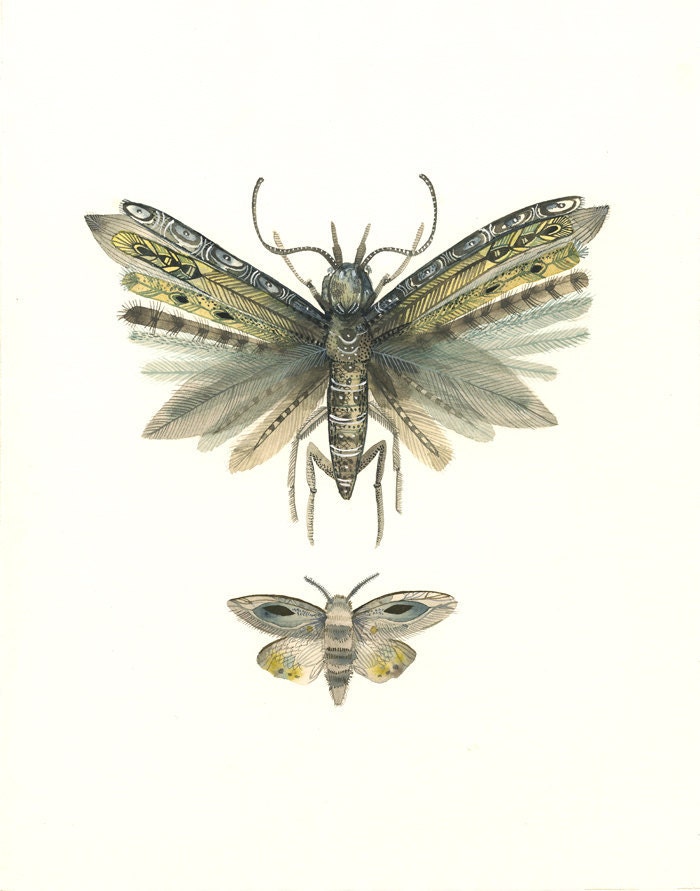 Moths No. 3  print of Watercolor Painting, natural history art