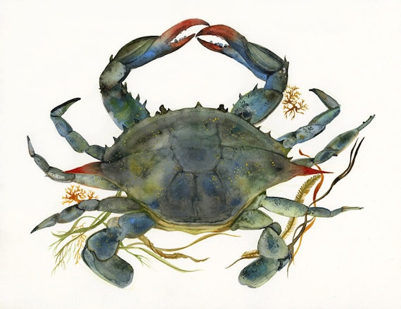 Crab watercolor-crab Art-Beach House Decor, Blue Crab Print-ocean, beach, nautical,decor