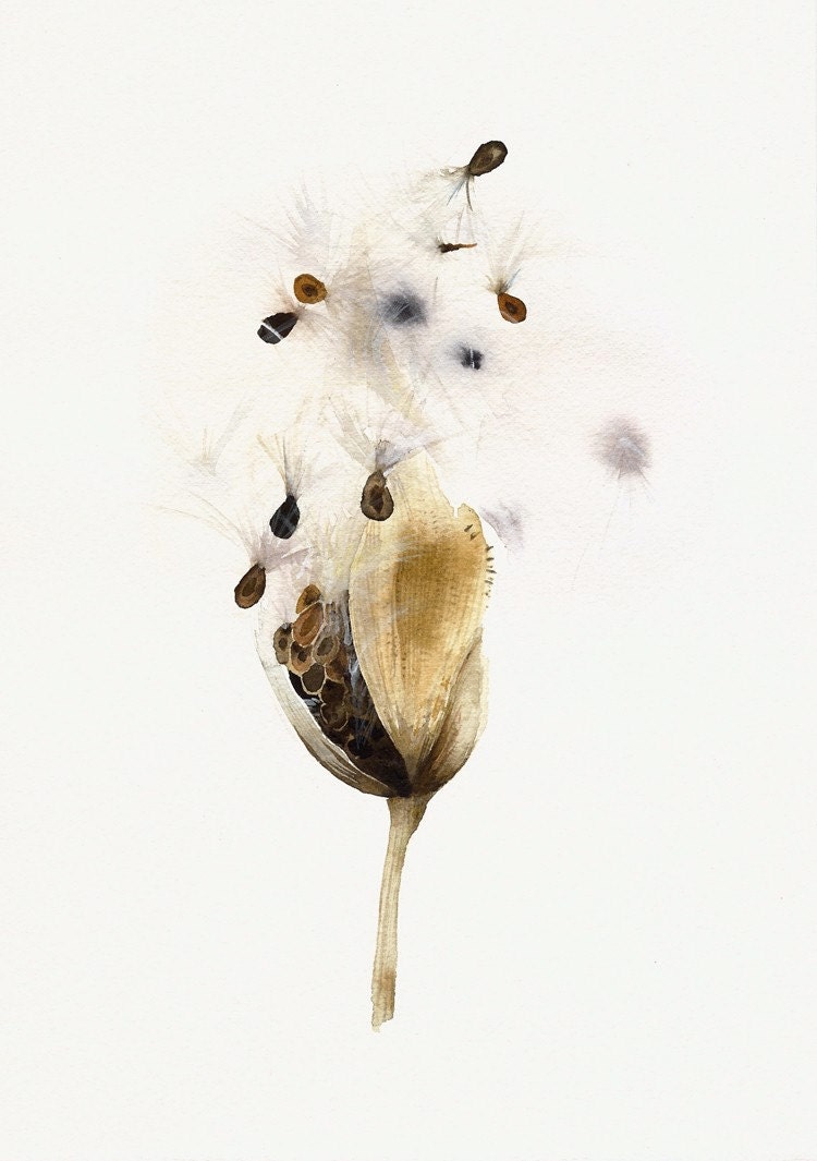 Milkweed Pod- Botanical Archival print of original Watercolor, botanical art