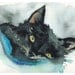 Nutcase Tucked In- Cat Art, Archival print of watercolor