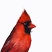 Cardinal print of watercolor painting- bird watercolor,cardinal painting, bird art, nature