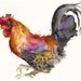 Rooster in Magenta and Gold-  LARGE Archival Print of Original Watercolor