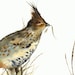 Grouse - Bird Watercolor Archival print