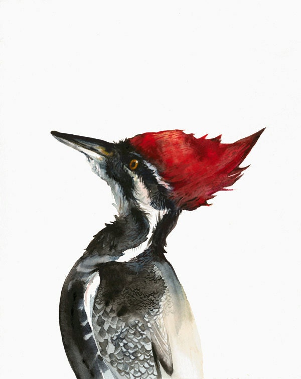 Pileated Woodpecker watercolor painting-Archival print- Woodpecker art