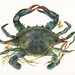 Crab watercolor-crab Art-Beach House Decor, Blue Crab Print-ocean, beach, nautical,decor